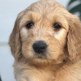 Girl 1 (Yellow) - Goldendoodle puppy in Monmouth, Oregon from Mother of Doodles
