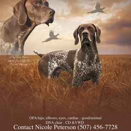 German Shorthaired Pointer Puppies from Mancandy German Shorthairs