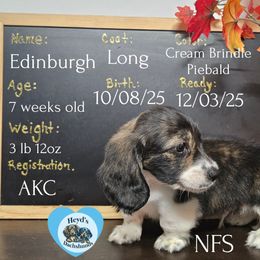 Wishbone - Brindle male Dachshund puppy in Hoquiam, Washington from Heyd's Mini Dachshunds