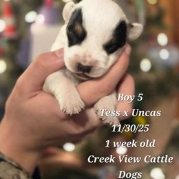 Boy 5 - Blue mottled male Australian Cattle Dog puppy in Monroe, North Carolina from Creek View Cattle Dogs