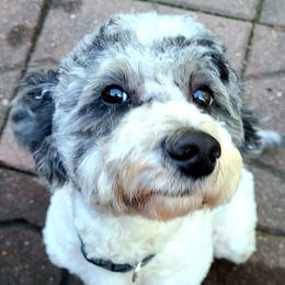 Poppy - Poodle