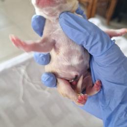 Red Boy 1 - Red and white male Chihuahua puppy in Haines City, Florida from Kassafina Kennel