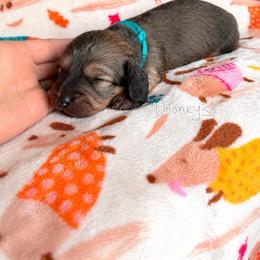 Boy 2 - Cream male Dachshund puppy in Molino, Florida from Dooney's Dachshunds