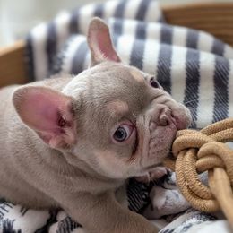 Romeo - Blue fawn male French Bulldog puppy in Melba, Idaho from Frost's French Bulldogs