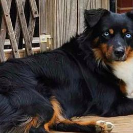 Storm - Miniature Australian Shepherd