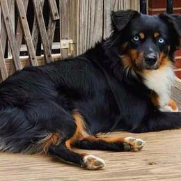 Storm - Miniature Australian Shepherd
