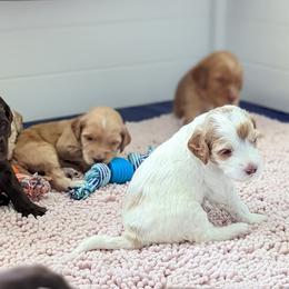 Australian Labradoodle Puppies from Running Brook Doodles