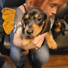 Dachshund Puppies from Dawny's doggies