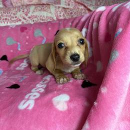 Monty - Cream male Dachshund puppy in Lake City, Florida from My Ditzy Doxies of Florida