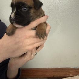 Foxtrot - Fawn female Boxer puppy in Medical Lake, Washington from Box and Bully Estates: Boxers and Old English Bulldogs