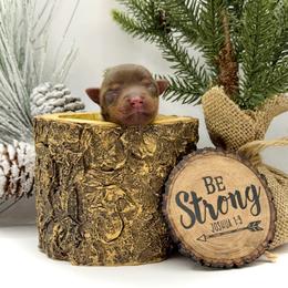 Jude - Chocolate and tan male Yorkshire Terrier puppy in Hastings, Nebraska from Promise Land Pets