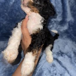 Aussiedoodle, Bernedoodle, Goldendoodle, and Poodle Puppies from Vallevistadoodles