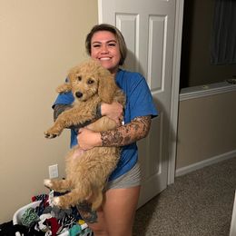 Poodle Puppies from Polly Wally Doodles and Poodles