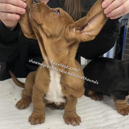 Green collar - Mahogany and white male Basset Hound puppy in Alton, Illinois from Show Me Great Danes and Basset Hounds