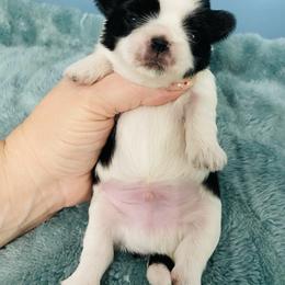 Jake - Black and white male Shih Tzu puppy in Hawthorne, Florida from Simply Southern Shihtzus