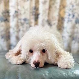 Mr White - White male Cavapoo puppy in Norton Shores, Michigan from Dune Pack Doodles and Poodles