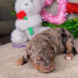 Colorado - Merle female Bernedoodle puppy in West Jordan, Utah from Doodles Friend