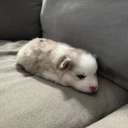 4th born and female puppy - Merle female Pomsky puppy in West Sacramento, California from Pinkie's Pomskies