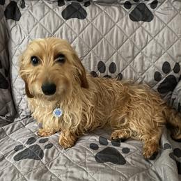 Maggie - Dachshund