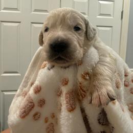 Speedy - Light golden male Golden Retriever puppy in Blaine, Washington from Freedom Retrievers