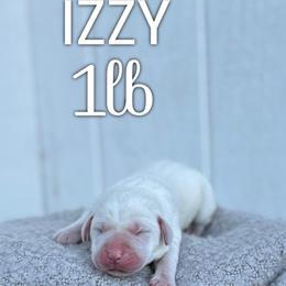 Izzy - Yellow female Labrador Retriever puppy in Puyallup, Washington from 12 Door Farm Labradors
