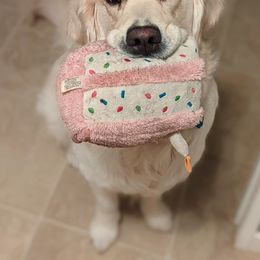 Goldendoodle and Golden Retriever Puppies from Goldens and Doodles of MN