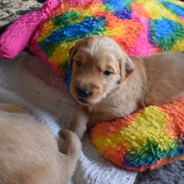 Girl 1 - Golden Retriever puppy in Otis Orchards, Washington from Sunlite Golden Retrievers