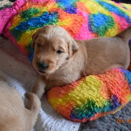 Girl 1 - Golden Retriever puppy in Otis Orchards, Washington from Sunlite Golden Retrievers