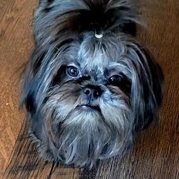 Ka ka - Shih Tzu