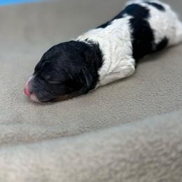 Alma - Parti female Poodle puppy in Greeneville, Tennessee from Smokey Mountain Sheepadoodles