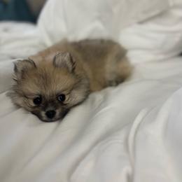 Dolly - Cream sable parti female Pomeranian puppy in Rogers, Arkansas from Premium Poms