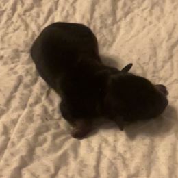 Jasmine - Black and tan female Yorkshire Terrier puppy in Crossville, Tennessee from Lil Britches Yorkies