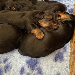 Yorkshire Terrier Puppies from Cutest AKC AZ Yorkies