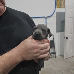 Girl 1 - female Great Dane puppy in Garner, North Carolina from Gentle Giant Danes, LLC