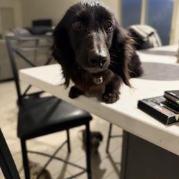 Beauty - Dachshund