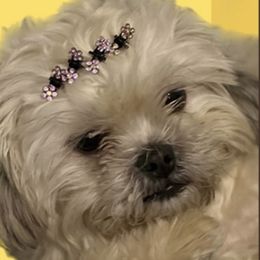 Harley - Shih Tzu