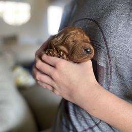 Goldendoodle Puppies from Bows & Ties Doodles