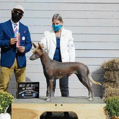 Boca - Xoloitzcuintli