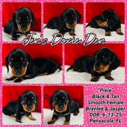 Pixie - Black and tan female Dachshund puppy in Pensacola, Florida from Jen's Doxie Den