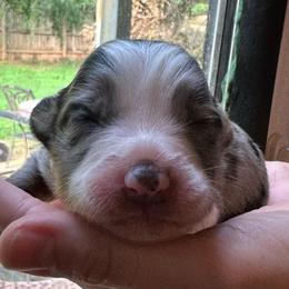 Calypso - Blue merle female Australian Shepherd puppy in Monroe, North Carolina from Meekey Family Aussies
