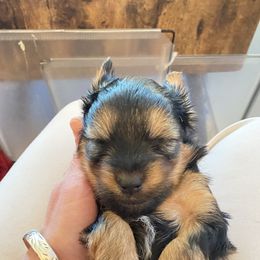 Yorkshire Terrier Puppies from Cutest AKC Arizona Yorkies