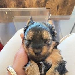 Yorkshire Terrier Puppies from Cutest AKC Arizona Yorkies
