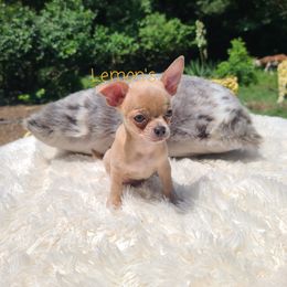 Chihuahua Puppies from Lemon's Full of Flaws Chihuahuas