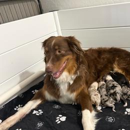 Australian Shepherd puppies from FaithsAussies