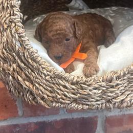 Boy 1 - Red  male Poodle puppy in Okc, Oklahoma from Designer Poos By Diva
