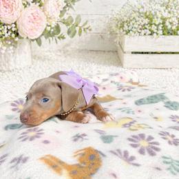 Dahlia - AKC - Fawn (isabella) and tan female Dachshund puppy in Indian Trail, North Carolina from Hilda’s Teenie Weenies
