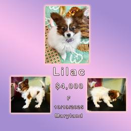 Lilac - White and sable female Papillon puppy in Oakland, Maryland from Holly Huxford