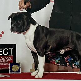 Joey - Staffordshire Bull Terrier