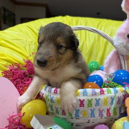 Amethyst - Sable and white female Collie puppy in Carencro, Louisiana from Cajun Bayou's Collies LLC