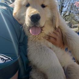 Golden Retriever and Labrador Retriever Puppies from Harvest Moon Farms